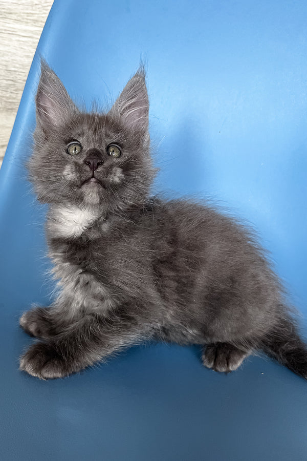 Prince | Maine Coon Kitten