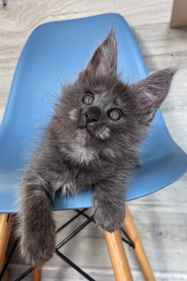 Prince | Maine Coon Kitten