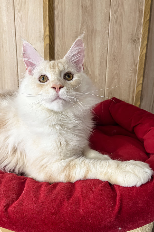 Leha | Maine Coon Kitten