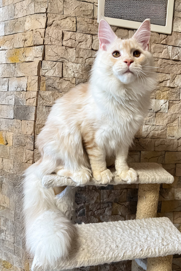 Leha | Maine Coon Kitten