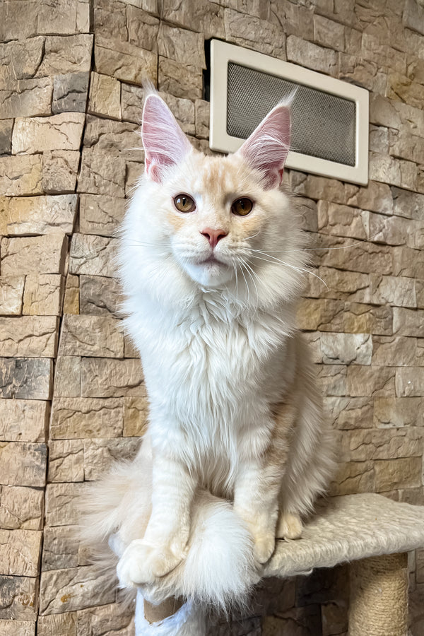 Leha | Maine Coon Kitten