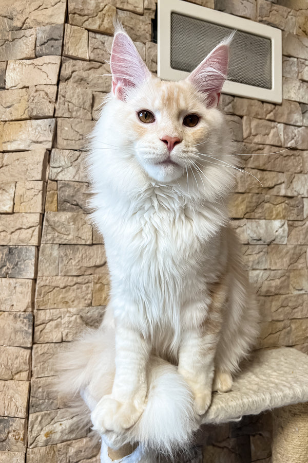 Leha | Maine Coon Kitten