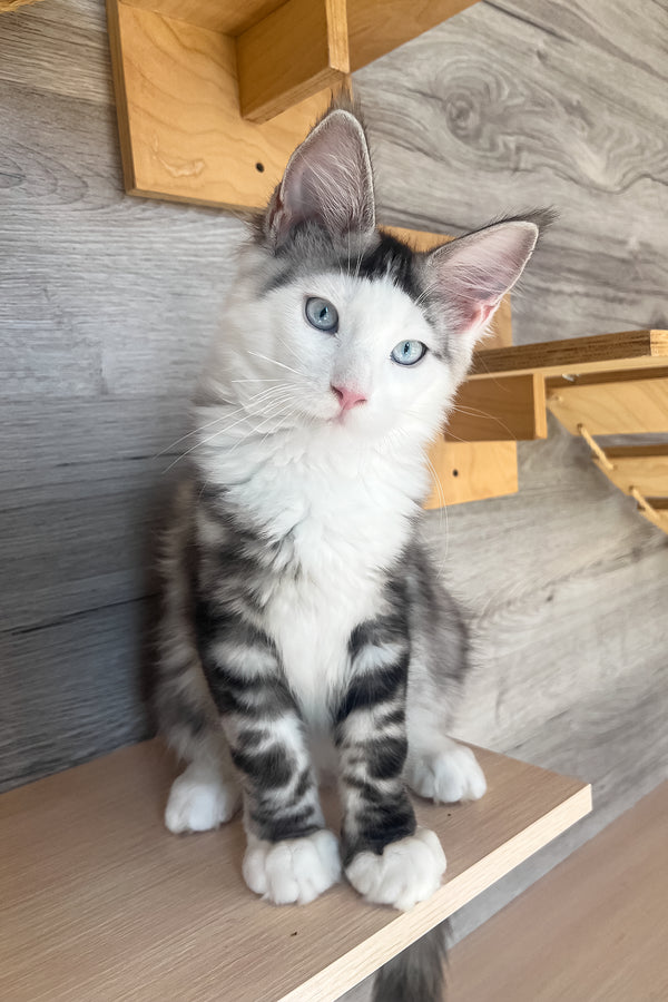 Marty | Maine Coon Kitten