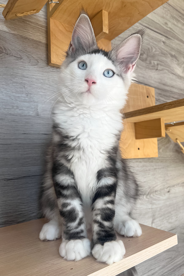 Marty | Maine Coon Kitten