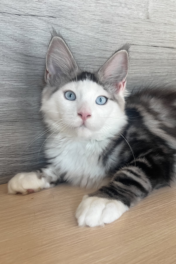 Marty | Maine Coon Kitten