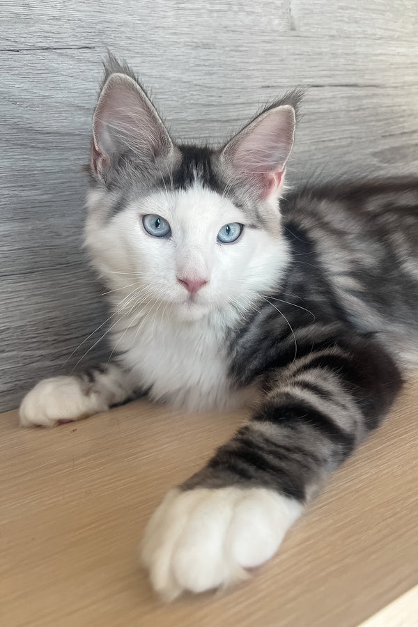 Marty | Maine Coon Kitten