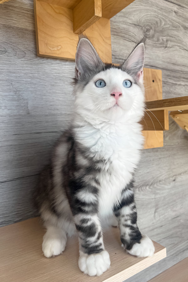 Marty | Maine Coon Kitten