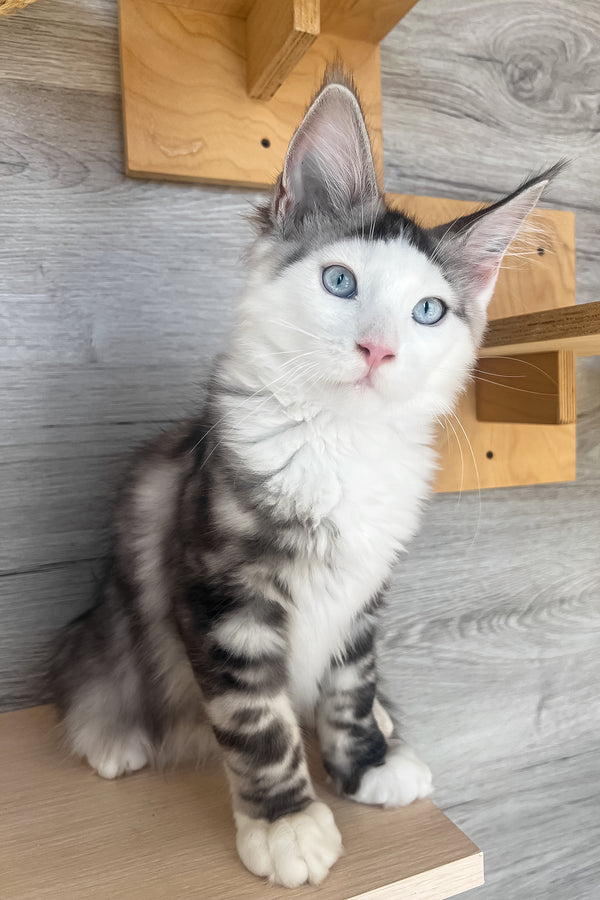 Marty | Maine Coon Kitten