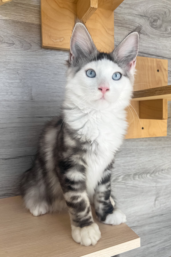 Marty | Maine Coon Kitten