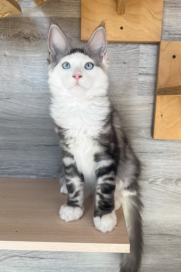 Marty | Maine Coon Kitten