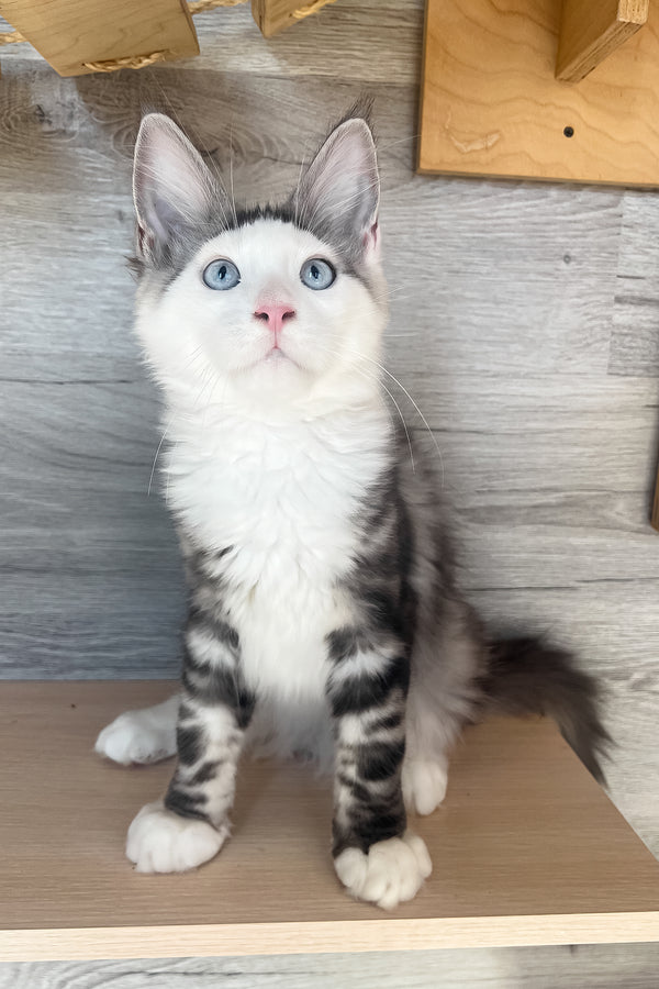 Marty | Maine Coon Kitten