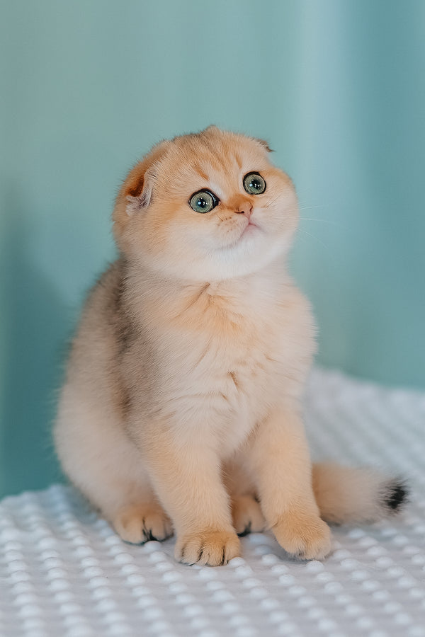 Feride | Scottish Fold Kitten