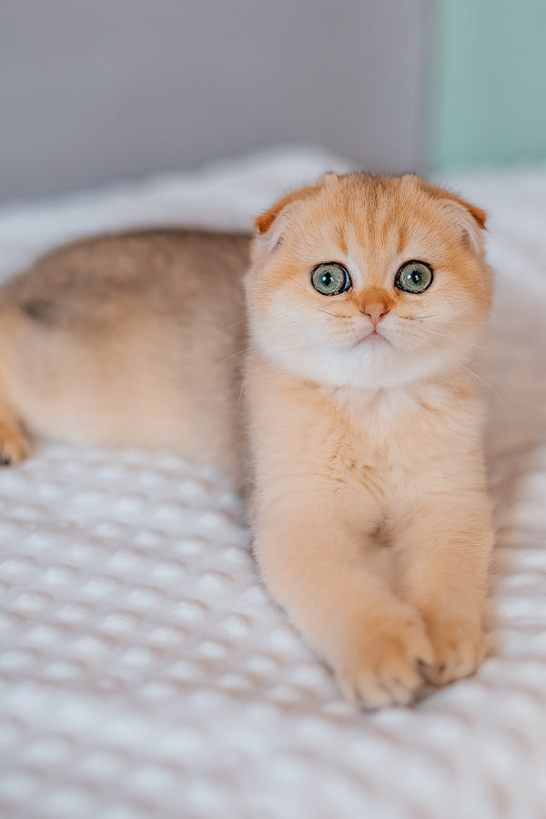 Feride | Scottish Fold Kitten