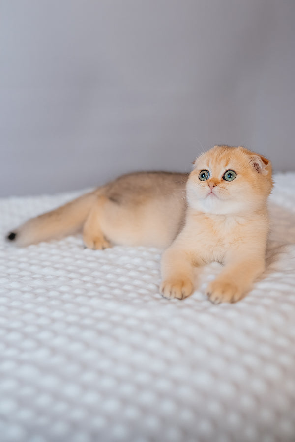 Feride | Scottish Fold Kitten