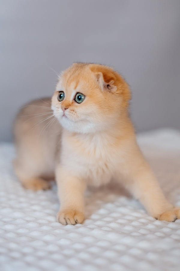 Feride | Scottish Fold Kitten