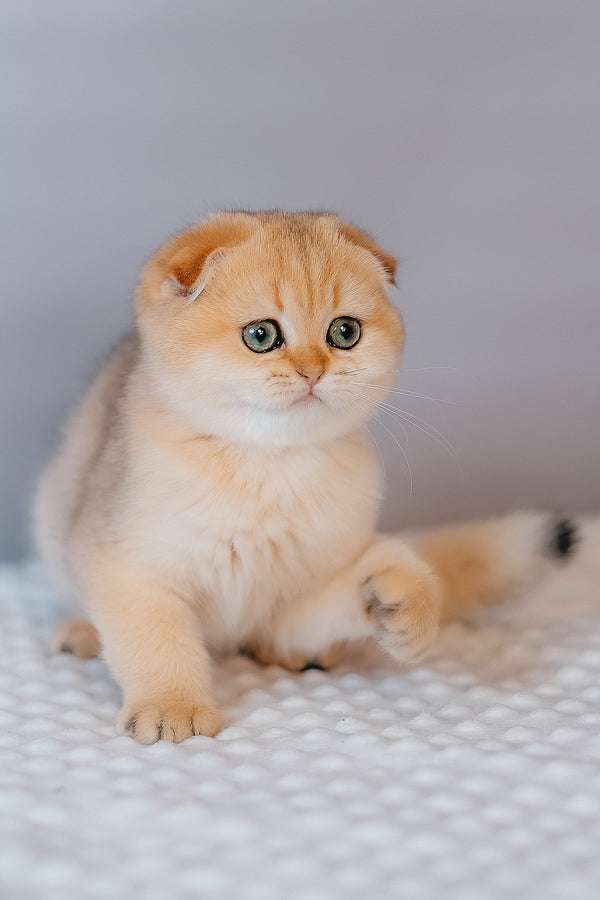 Feride | Scottish Fold Kitten