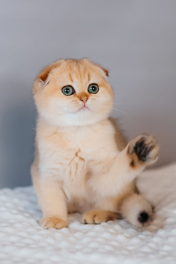 Feride | Scottish Fold Kitten