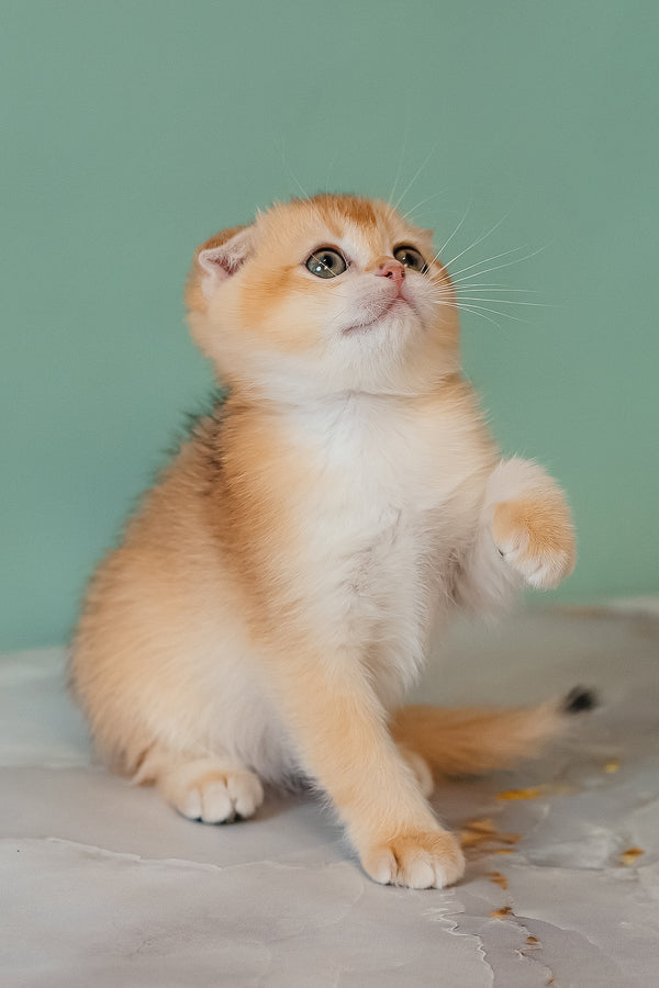 Kesia | Scottish Fold Kitten
