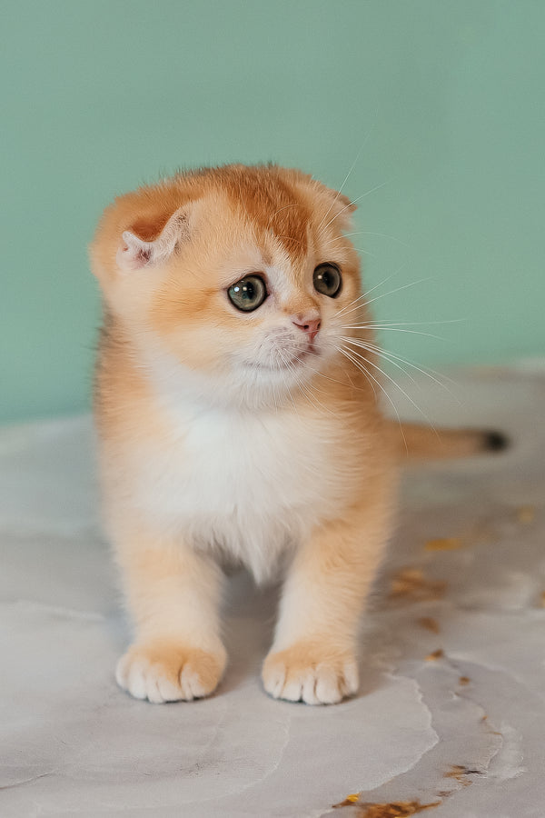 Kesia | Scottish Fold Kitten