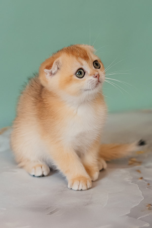 Kesia | Scottish Fold Kitten