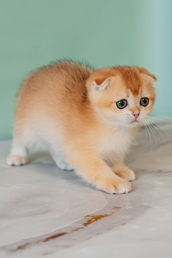 Kesia | Scottish Fold Kitten