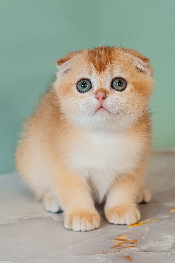 Kesia | Scottish Fold Kitten