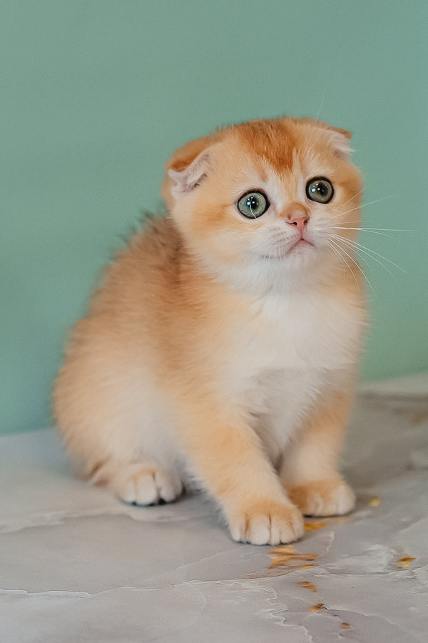 Kesia | Scottish Fold Kitten