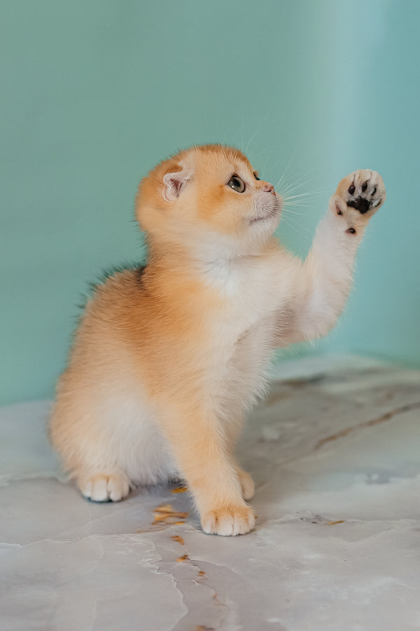 Kesia | Scottish Fold Kitten