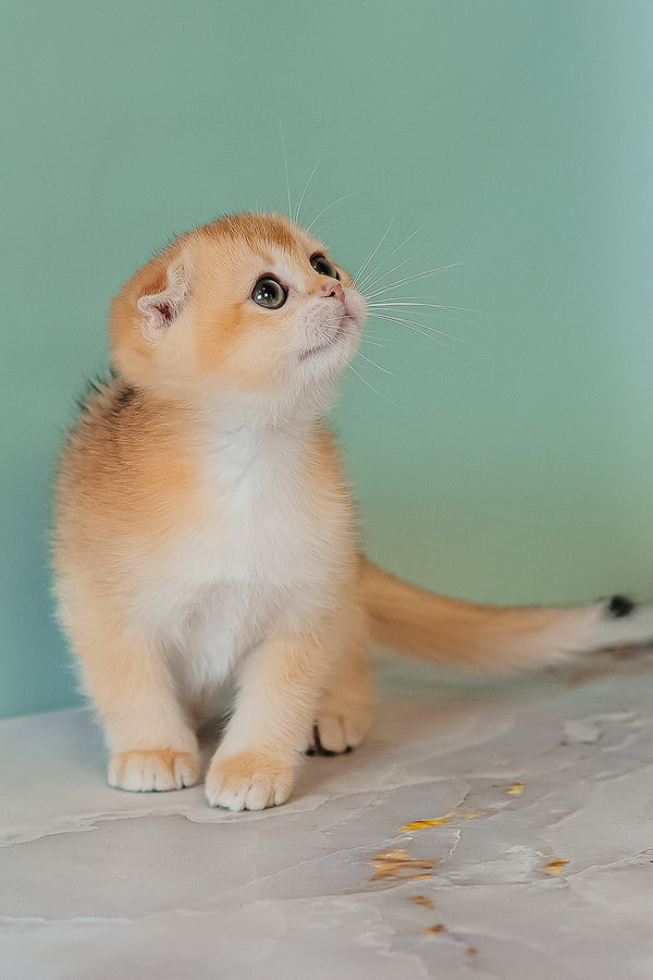 Kesia | Scottish Fold Kitten