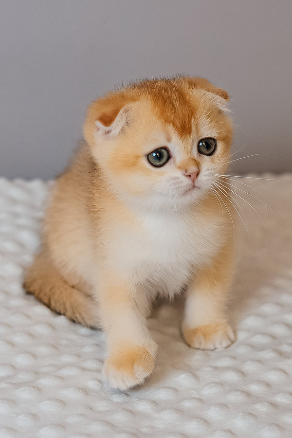 Kesia | Scottish Fold Kitten