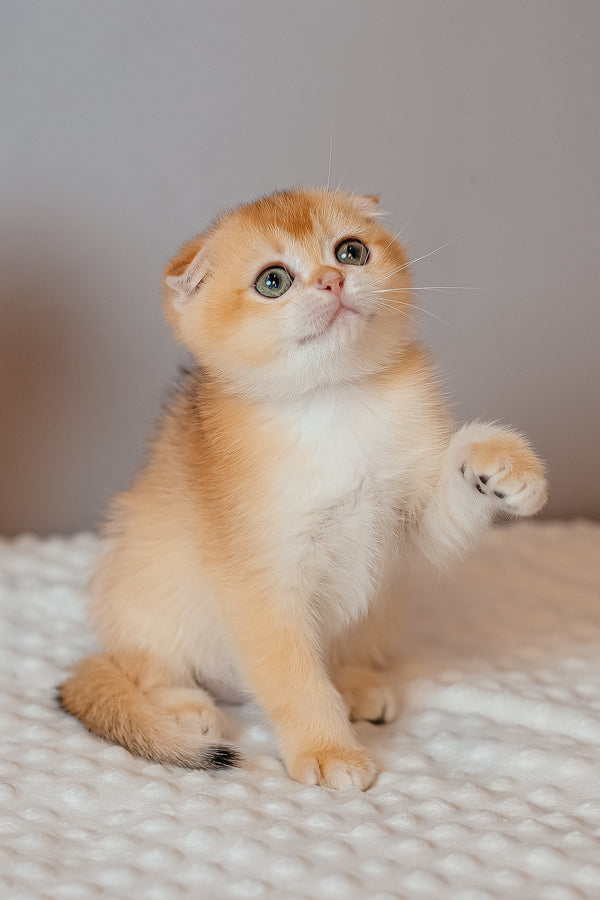 Kesia | Scottish Fold Kitten