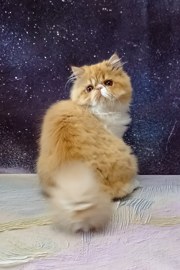 Filimona | Persian Kitten