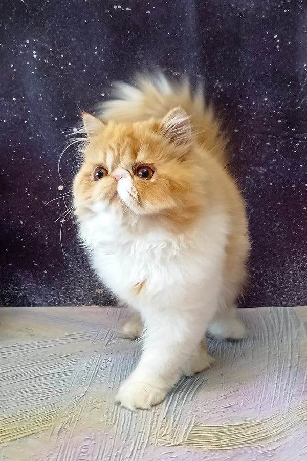 Filimona | Persian Kitten
