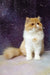 Filimona | Persian Kitten