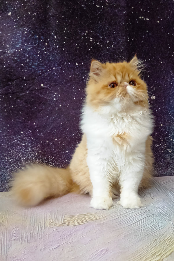 Filimona | Persian Kitten