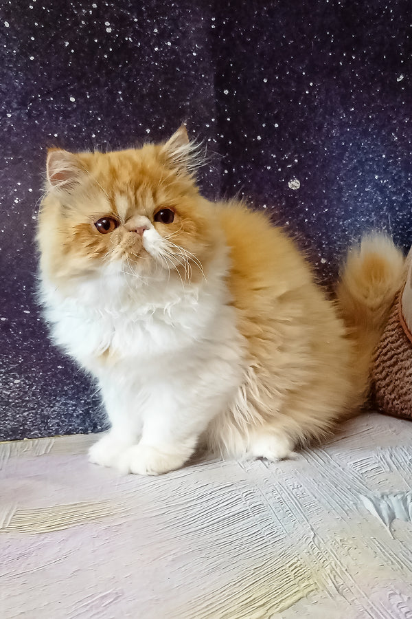 Filimona | Persian Kitten