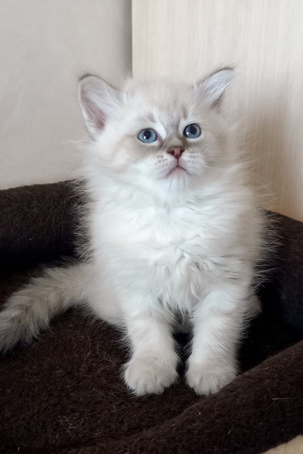 Medad | Siberian Kitten