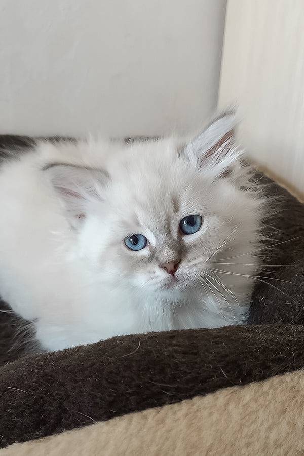 Medad | Siberian Kitten