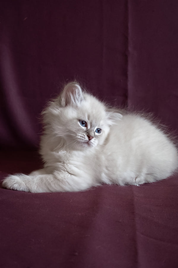 Medad | Siberian Kitten