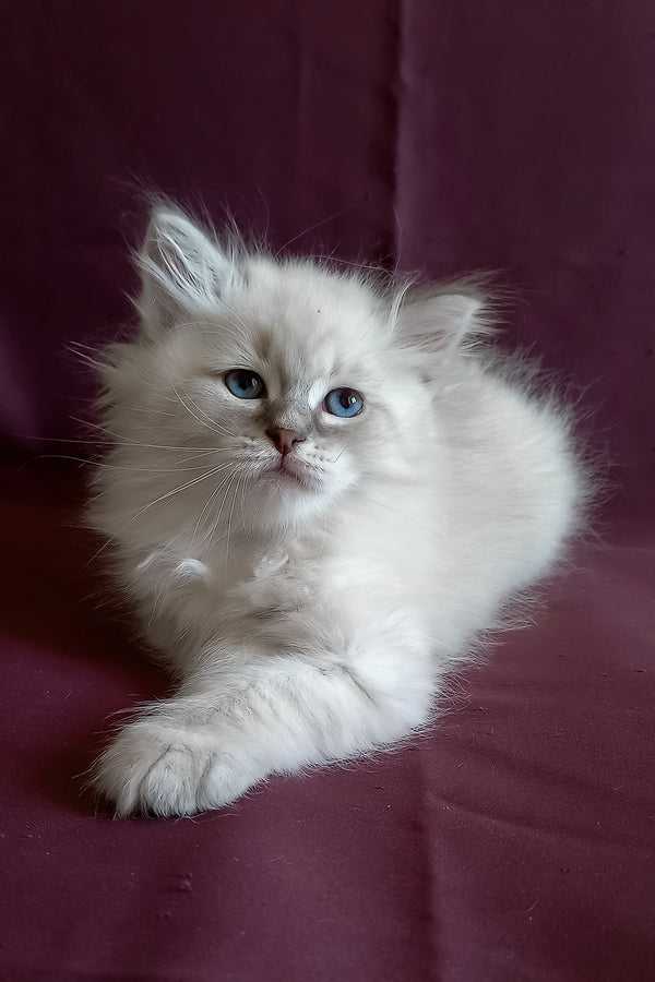Medad | Siberian Kitten