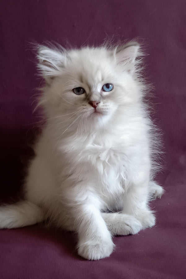 Medad | Siberian Kitten