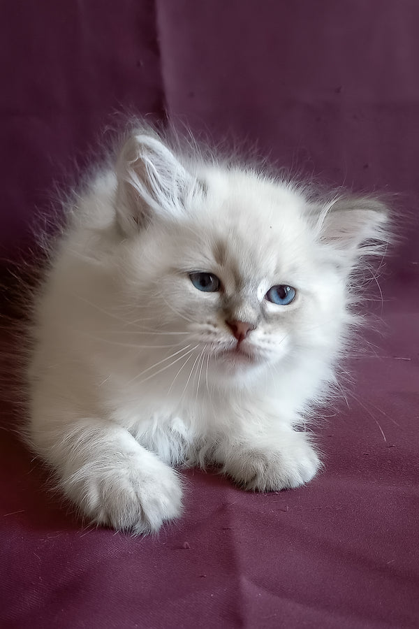 Medad | Siberian Kitten