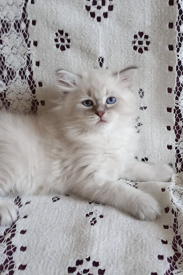 Medad | Siberian Kitten