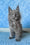 Kevin | Maine Coon Kitten