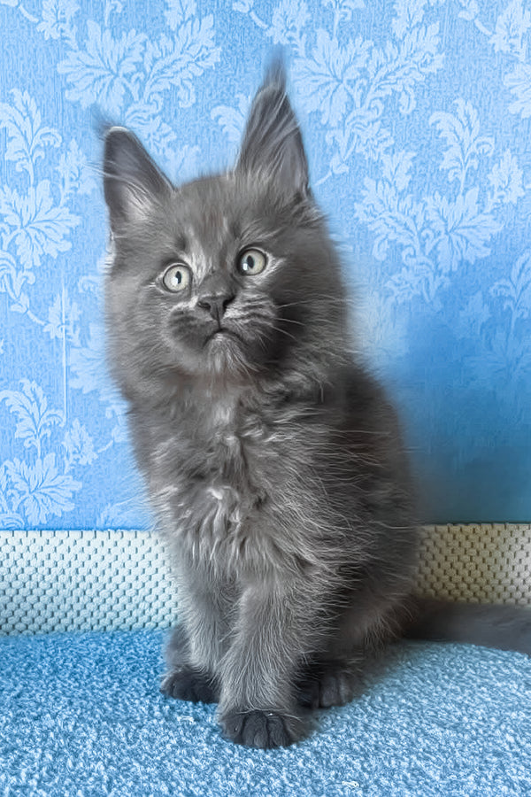 Kevin | Maine Coon Kitten