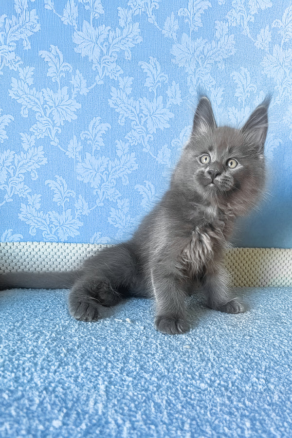 Kevin | Maine Coon Kitten