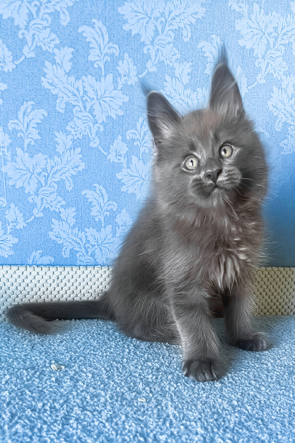 Kevin | Maine Coon Kitten