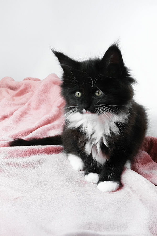 Alisa | Maine Coon Kitten