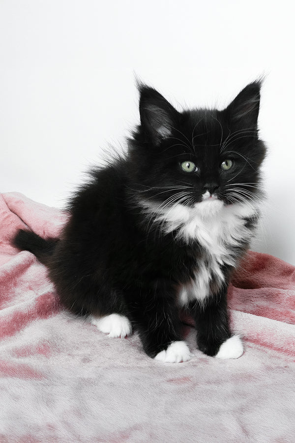 Alisa | Maine Coon Kitten