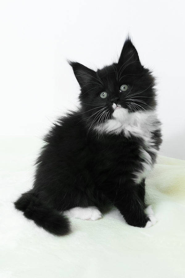 Alisa | Maine Coon Kitten